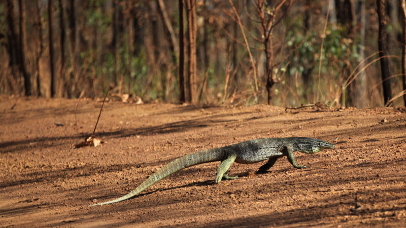 A large goanna on the road to Weipa