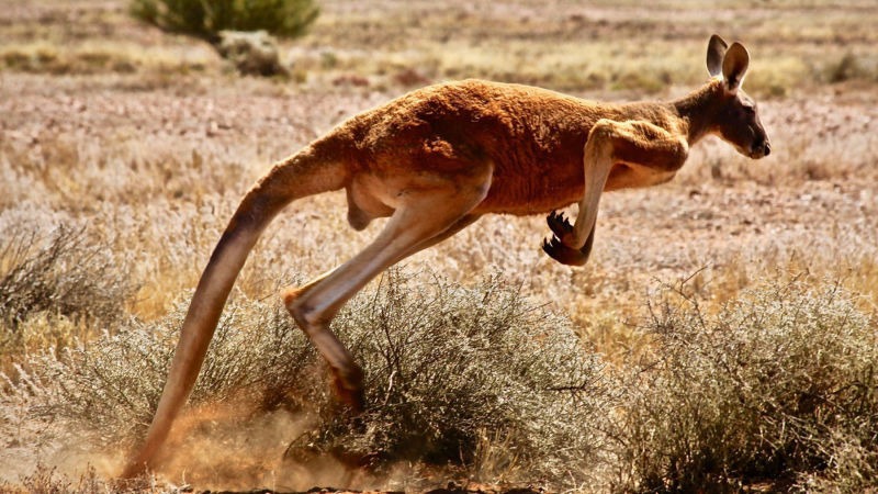 male red kangaroo Outback Queensland