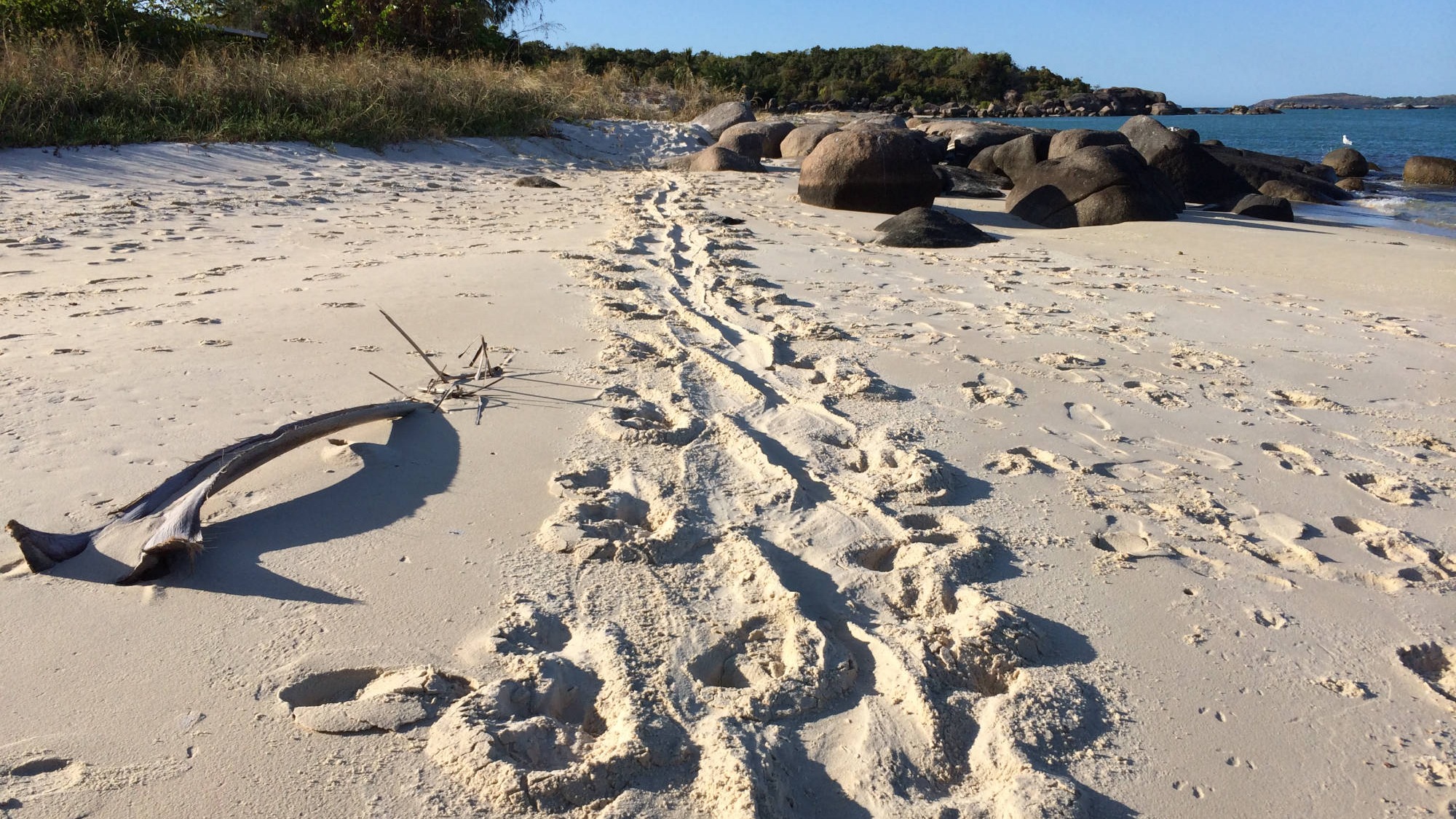 Crocodile tracks in the sand