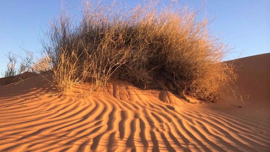 Spinifex Simpson Desert