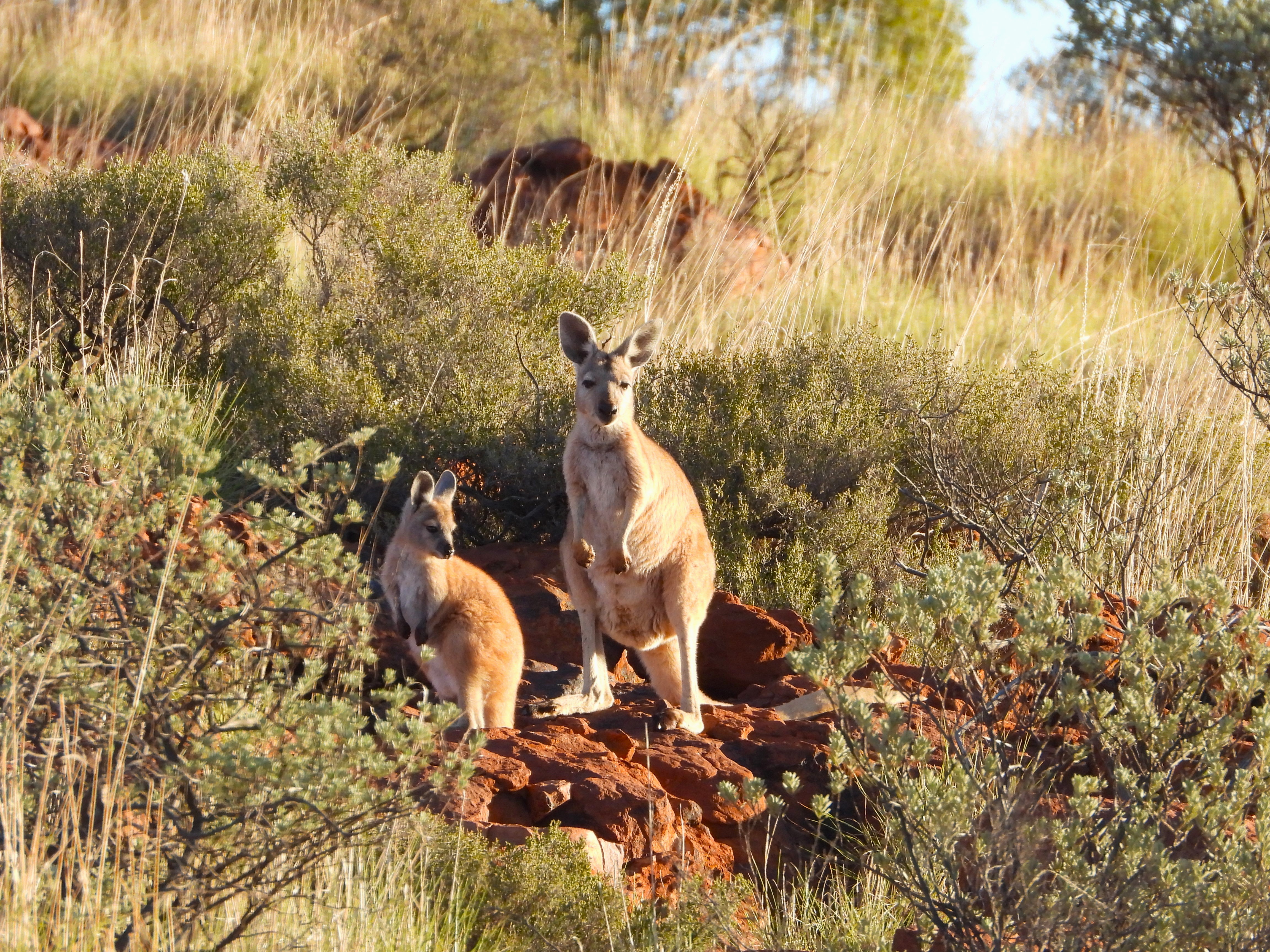 Canning dune